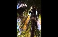Rasta man drop out of coconut tree